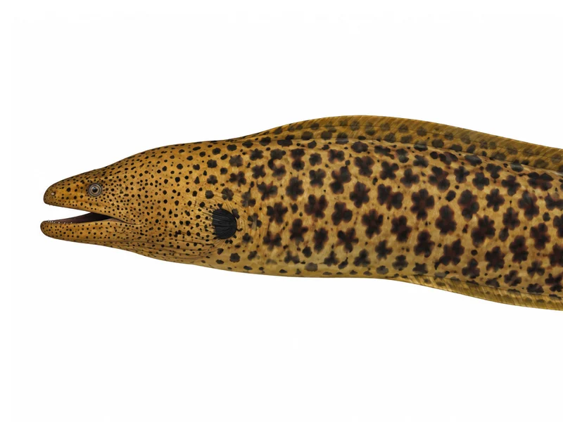 Giant moray