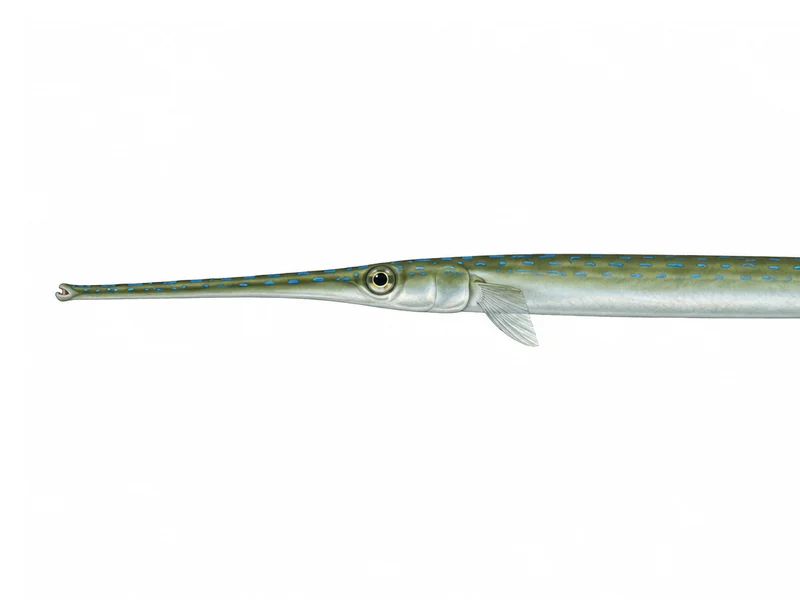 Bluespotted cornetfish