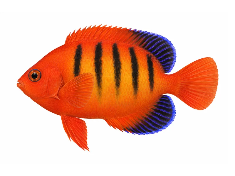 Flame Angelfish
