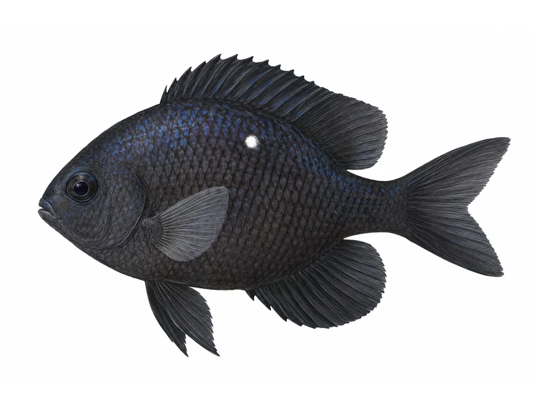 Threespot dascyllus