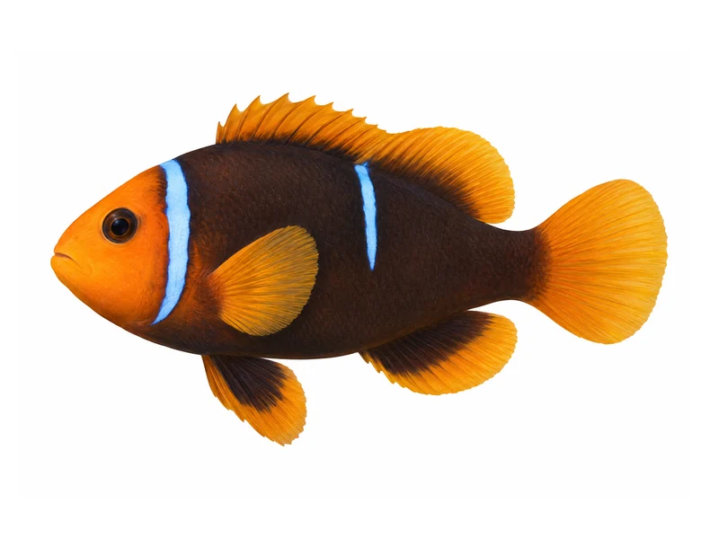 Polynesian anemonefish