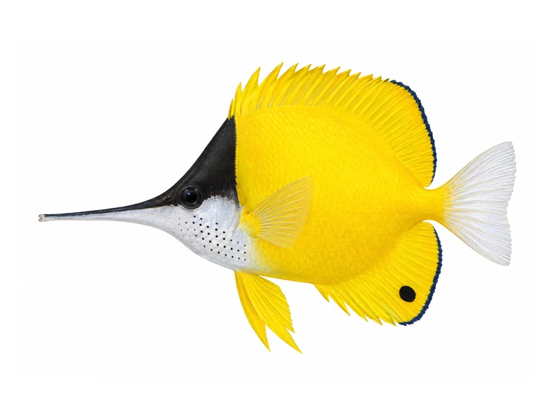 Longnose butterflyfish