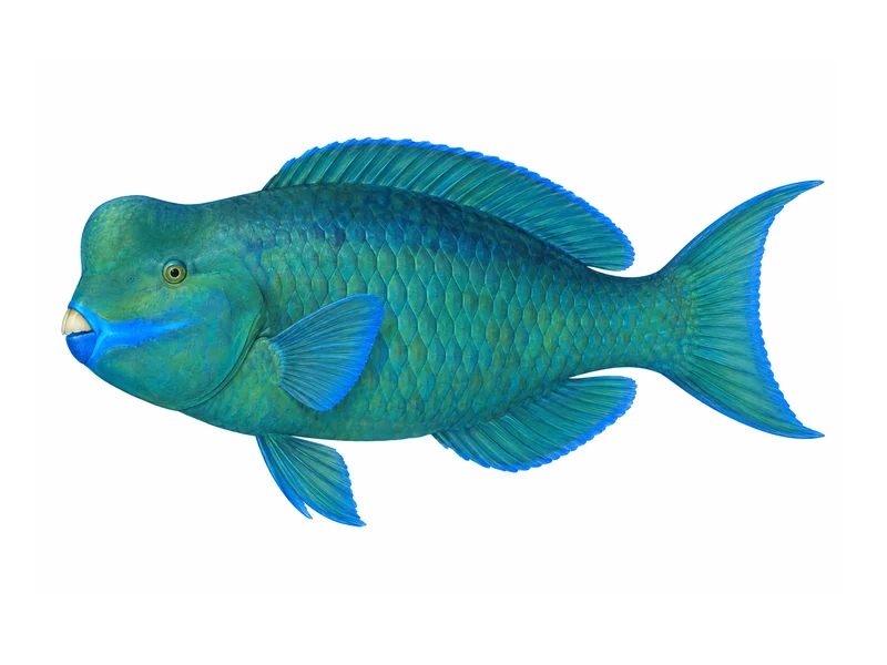 Blunt-head Parrotfish