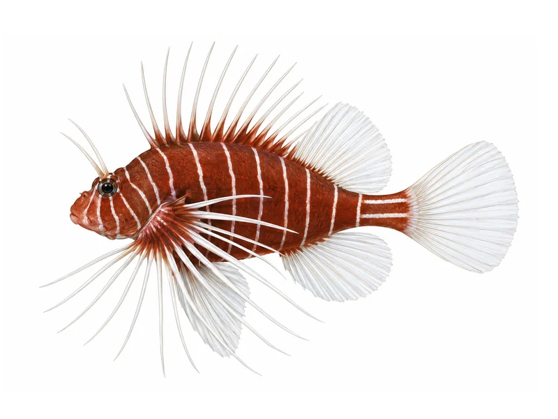 Radial Firefish