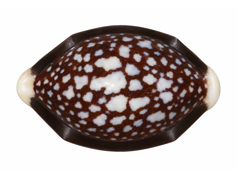 Serpent's head cowrie